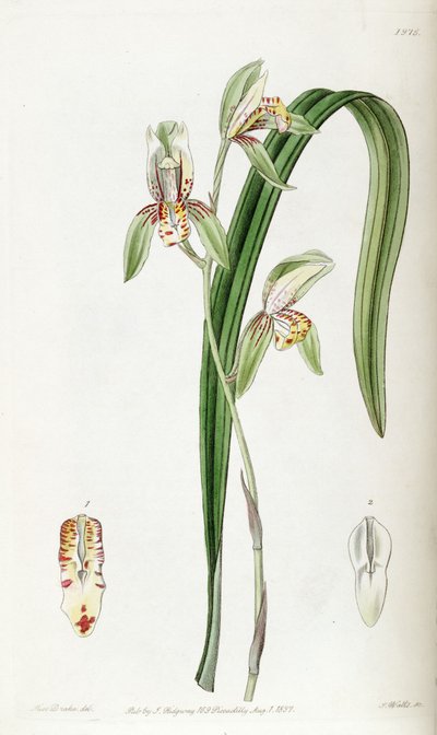 Cymbidium ensifolium (als syn. Cymbidium ensifolium var. estriatum) von Miss Drake